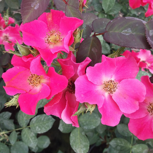 Karminowo-czerwony - róże rabatowe floribunda